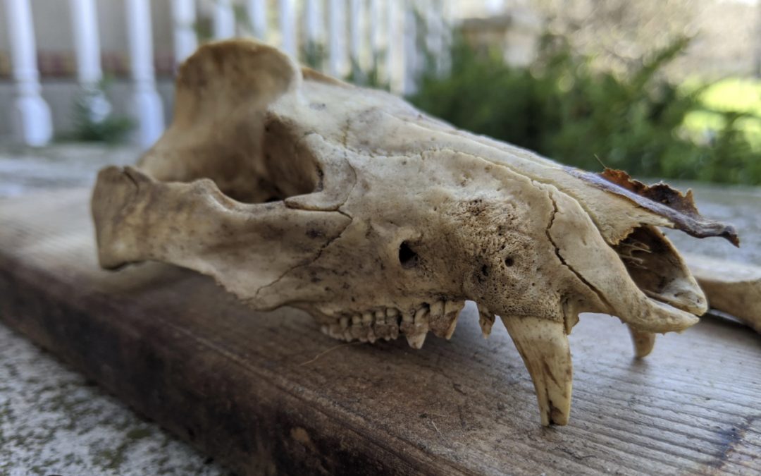 Unveiling the Mystery: